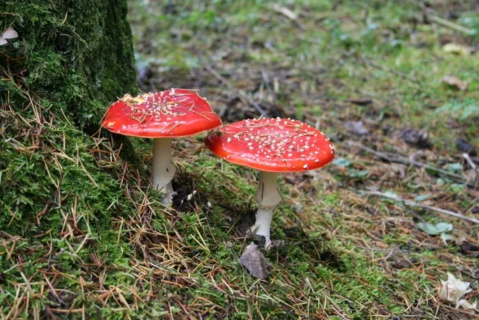 蘑菇红蝇木耳