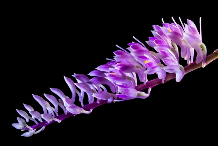 野生兰花，兰花，开花，花，紫色