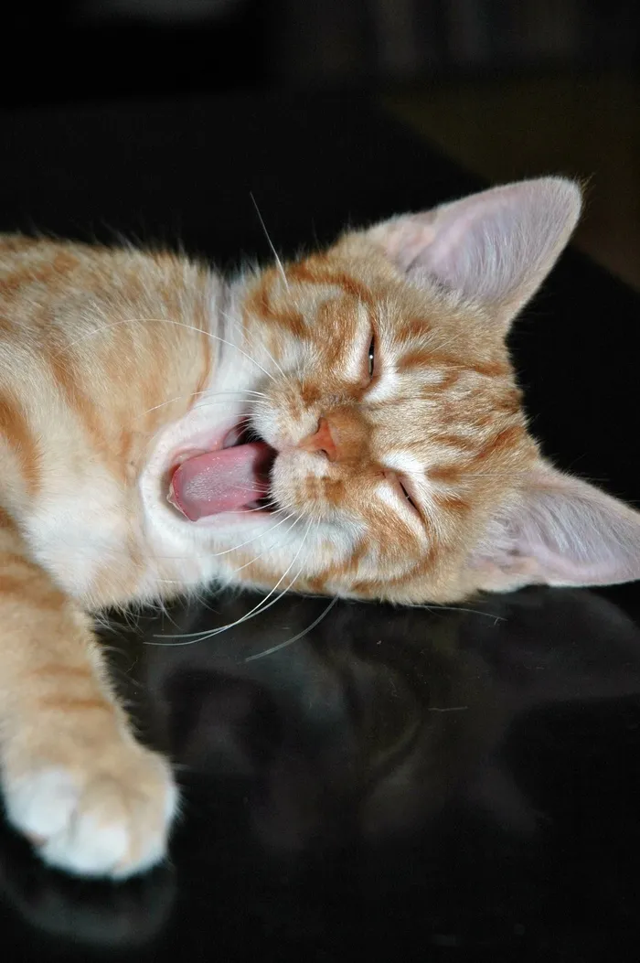 猫，小猫，累，打哈欠，舌头