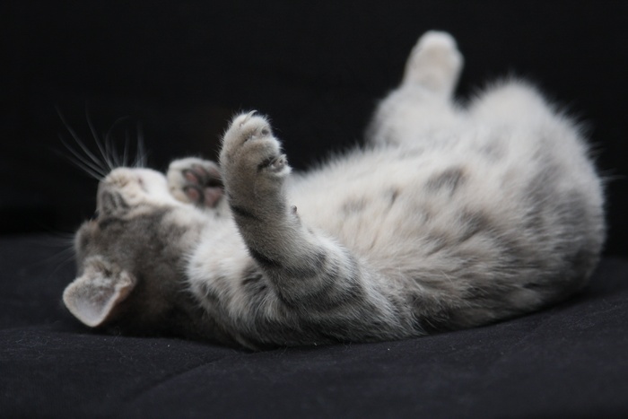 猫，动物，宠物，灰猫，毛茸茸