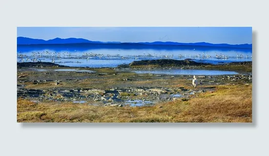 鹅，鸟，动物，江，岩石，地平线，景观