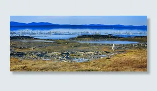 鹅，鸟，动物，江，岩石，地平线，景观