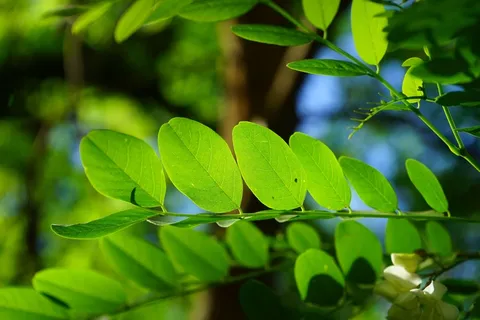常见的枫树,叶子,绿色,刺槐,叶静脉 常见的枫树,叶子,绿色,刺槐,叶静脉