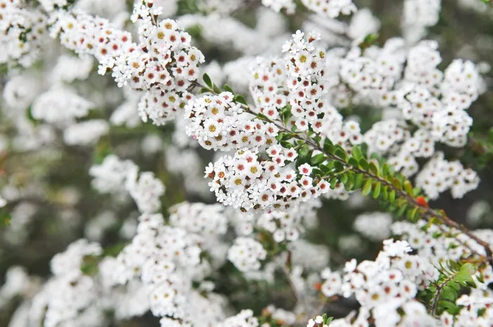 花，白，盛开，开花，性质，花的，植物