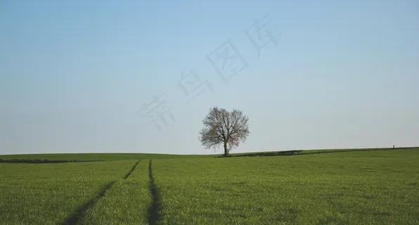 自然,景观,寂寞,树,场,草地,小山 自然,景观,寂寞,树,场,草地,小山