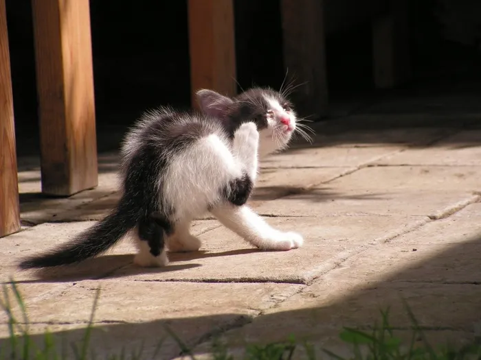 小猫，黑白，擦