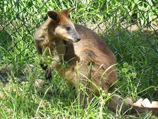 袋鼠，哺乳动物，野生，动物，野生动物，有袋动物