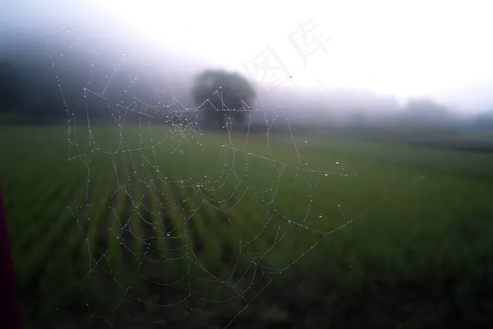 蜘蛛网，Web，蜘蛛网，模式，蜘蛛网，怪异