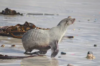 海豹，长袍，海滩，大海，水