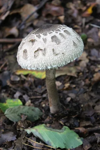 蘑菇，森林，森林地面，死亡头