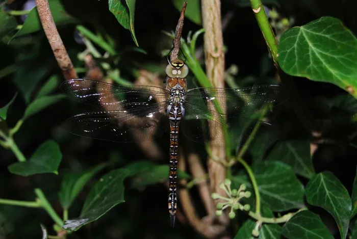 蜻蜓，Aeshna Mixta，翅膀，昆虫，宏，野生动物