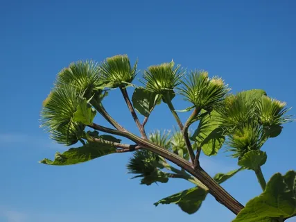 牛Bur，花序，钩，倒钩，有责任