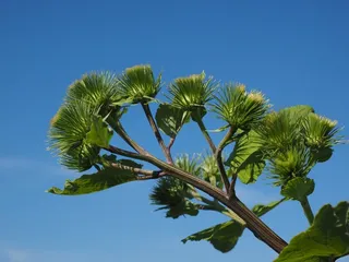 牛Bur，花序，钩，倒钩，有责任