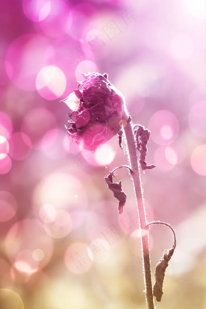 太阳花，花，性质，粉红色，球体，光，干