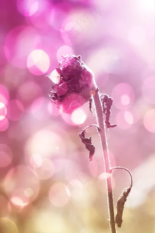 太阳花，花，性质，粉红色，球体，光，干