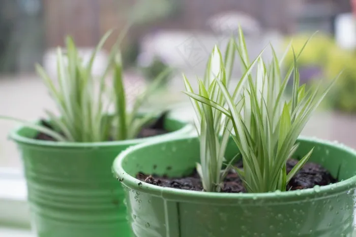 鲜花，绿色，罐子，植物，植物，自然，夏天