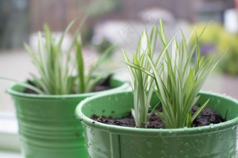 鲜花,绿色,罐子,植物,植物,自然,夏天 鲜花,绿色,罐子,植物,植物,自然,夏天