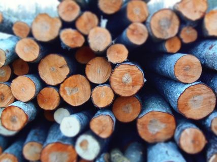 树木，树干，桩，自然，木材，户外，材料