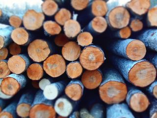 树木，树干，桩，自然，木材，户外，材料