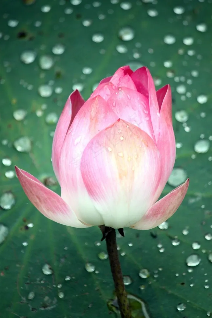 莲花，粉红色，花，芽，盛开，盛开，开幕