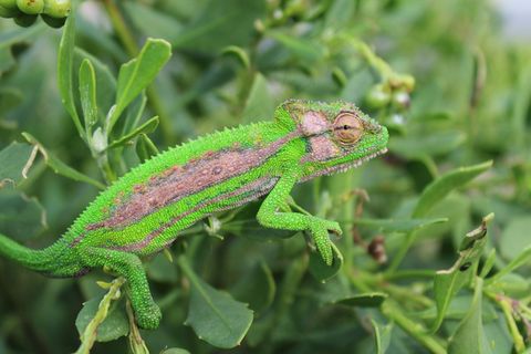 变色龙,变色龙角,蜥蜴,爬行动物,绿色 变色龙,变色龙角,蜥蜴,爬行动物,绿色