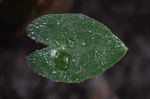叶,叶子,多彩,绿色,宏,性质,拖放 叶,叶子,多彩,绿色,宏,性质,拖放