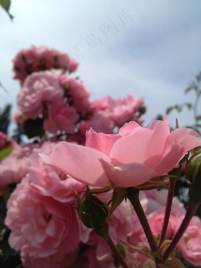 玫瑰，鲜花，花的，开花，花瓣，明亮，盛开