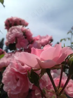 玫瑰,鲜花,花的,开花,花瓣,明亮,盛开 玫瑰,鲜花,花的,开花,花瓣,明亮,盛开