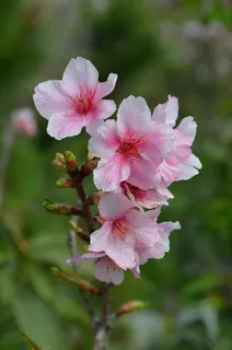 樱花,花,鲜花,枝杈,春天 樱花,花,鲜花,枝杈,春天