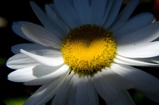 雏菊，花，性质，心，夏季花卉，白
