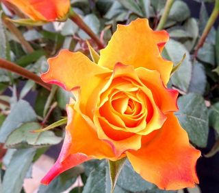 玫瑰，黄色，花，开花，玫瑰绽放