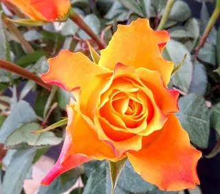 玫瑰，黄色，花，开花，玫瑰绽放