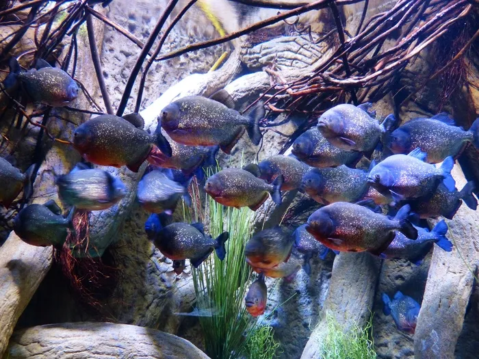食人鱼，鱼，水族馆，锯Tetra，Serrasalmidae
