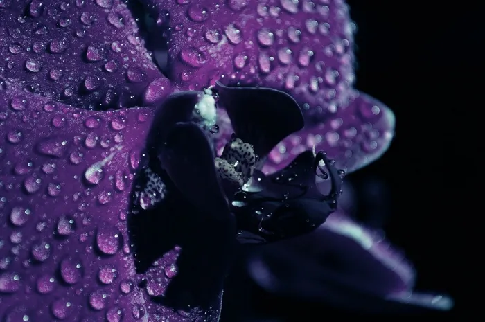 花，紫色，开花，关闭，一滴水