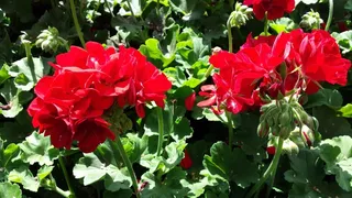 花的，植物，自然，开花，花瓣