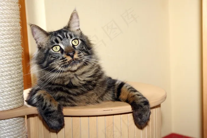 宿醉，猫，Kratzbaum，顽皮，放松，骄傲