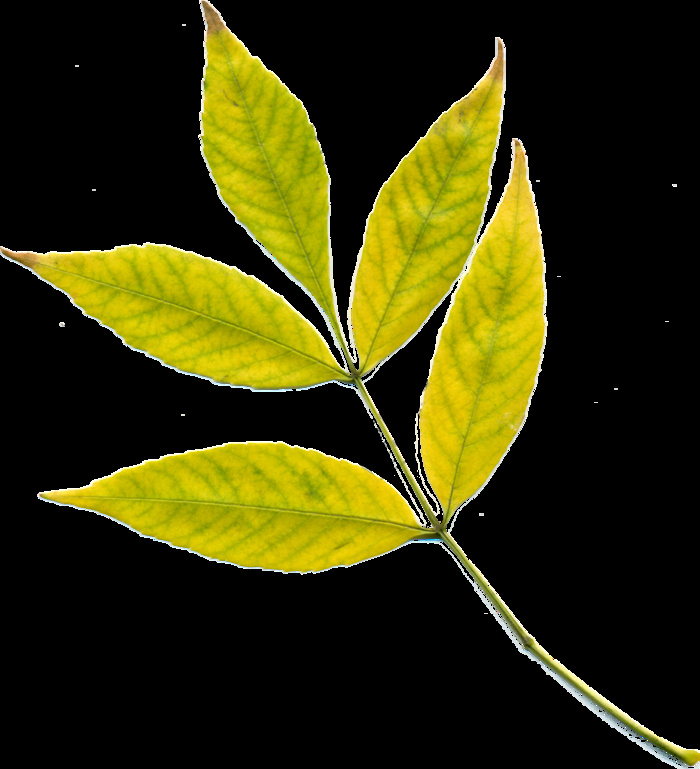 秋天，叶子，黄色的叶子，黄色，秋天的叶子