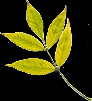 秋天，叶子，黄色的叶子，黄色，秋天的叶子