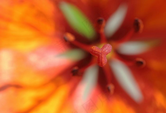 花，杯，宏，春天，性质，特写，开花