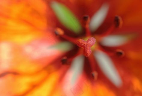 花，杯，宏，春天，性质，特写，开花