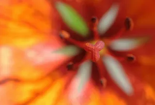 花，杯，宏，春天，性质，特写，开花