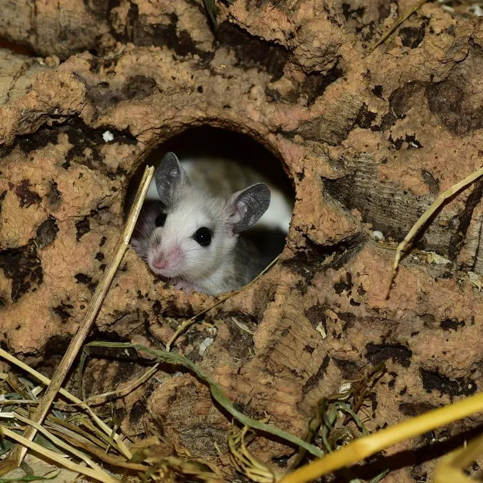 造口，鼠标，纳格，啮齿动物，关闭，社会，宠物