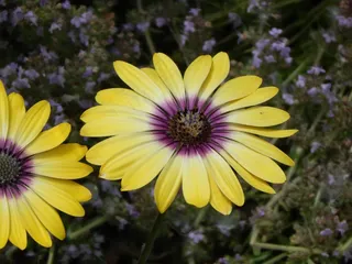 雏菊，黄色，花，花园，性质，开花，花瓣