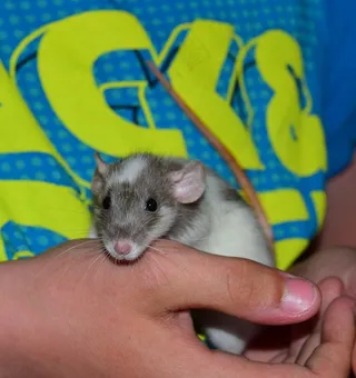 老鼠，彩色老鼠，动物，啮齿动物，耳朵，头，头发