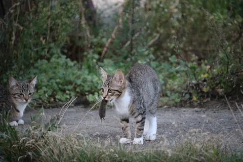 猫,捕鼠器,捏,小猫,猫宝宝 猫,捕鼠器,捏,小猫,猫宝宝