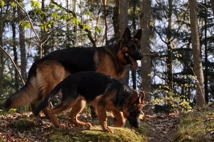 德国牧羊犬，森林，狗