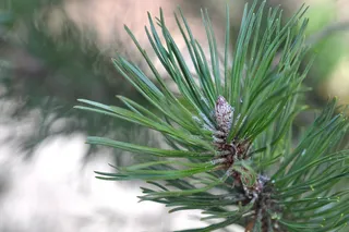 松，树，松针，性质，关闭