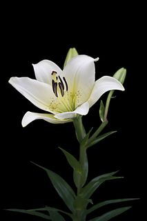 百合,白,免费,开花,盛开,花,盛开 百合,白,免费,开花,盛开,花,盛开