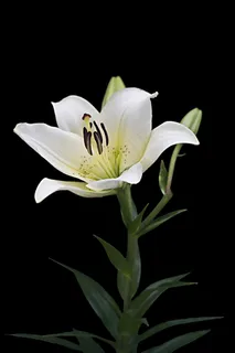 百合,白,免费,开花,盛开,花,盛开 百合,白,免费,开花,盛开,花,盛开