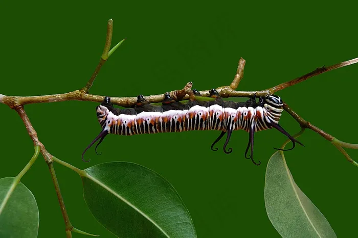 毛毛虫，蝴蝶，Pu